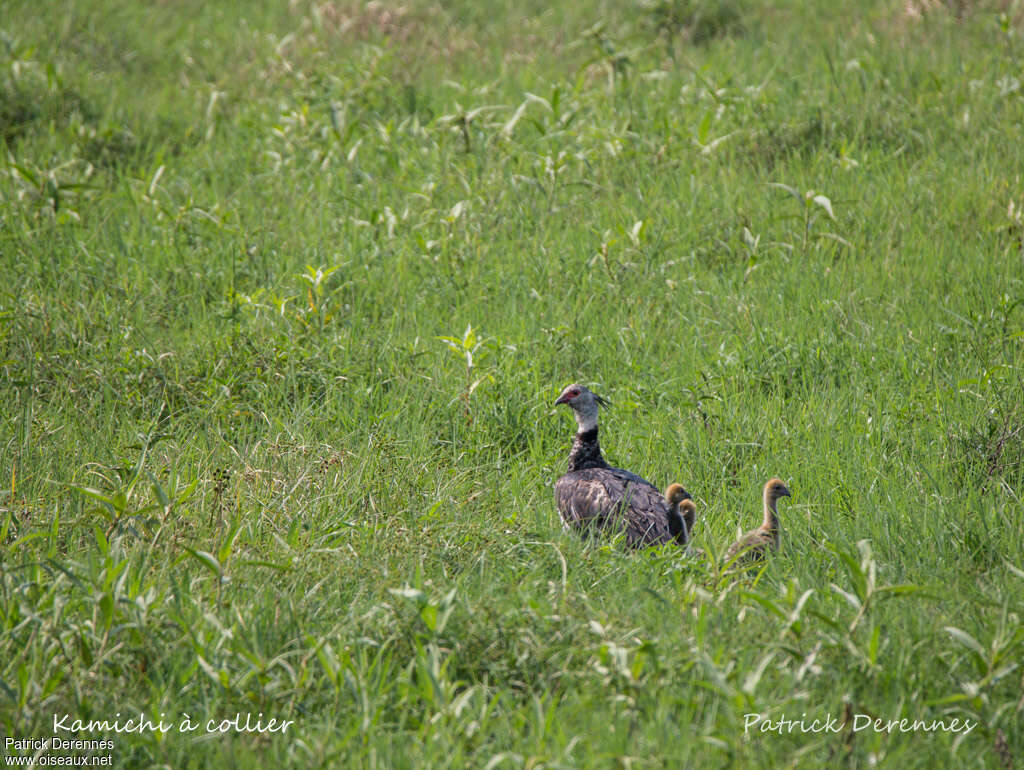 Southern Screamer, Reproduction-nesting