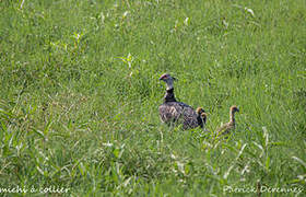 Southern Screamer