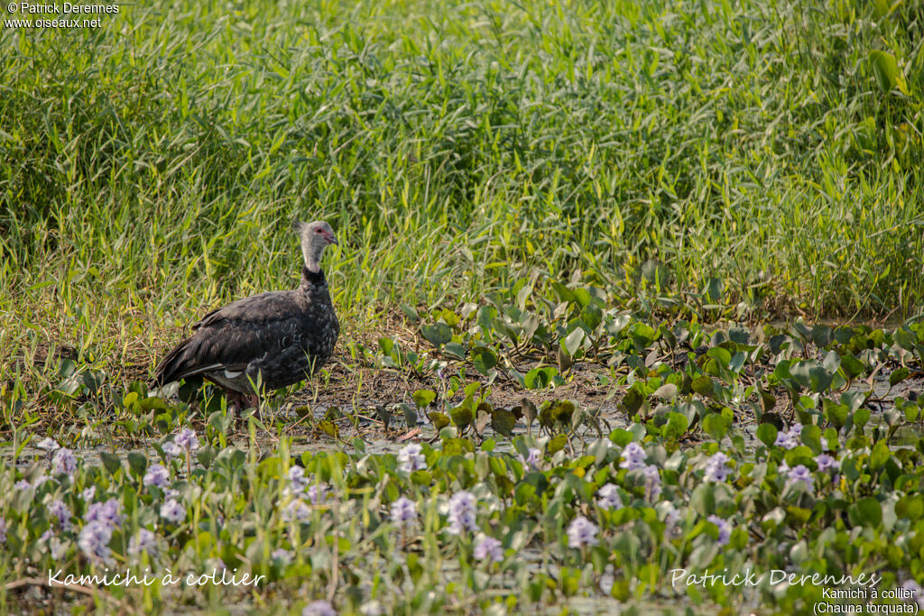 Kamichi à collier, identification, habitat