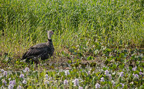 Southern Screamer