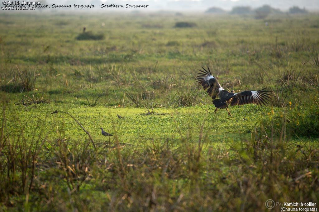 Kamichi à collier, identification, habitat