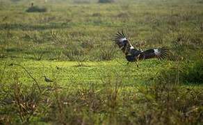 Southern Screamer