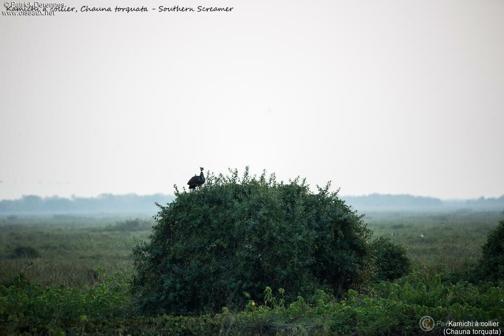 Southern Screamer, habitat