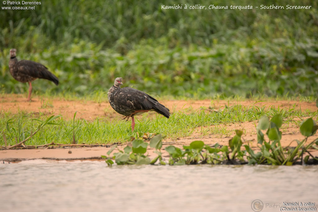 Southern Screamer, identification, habitat