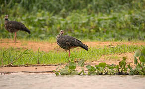 Southern Screamer