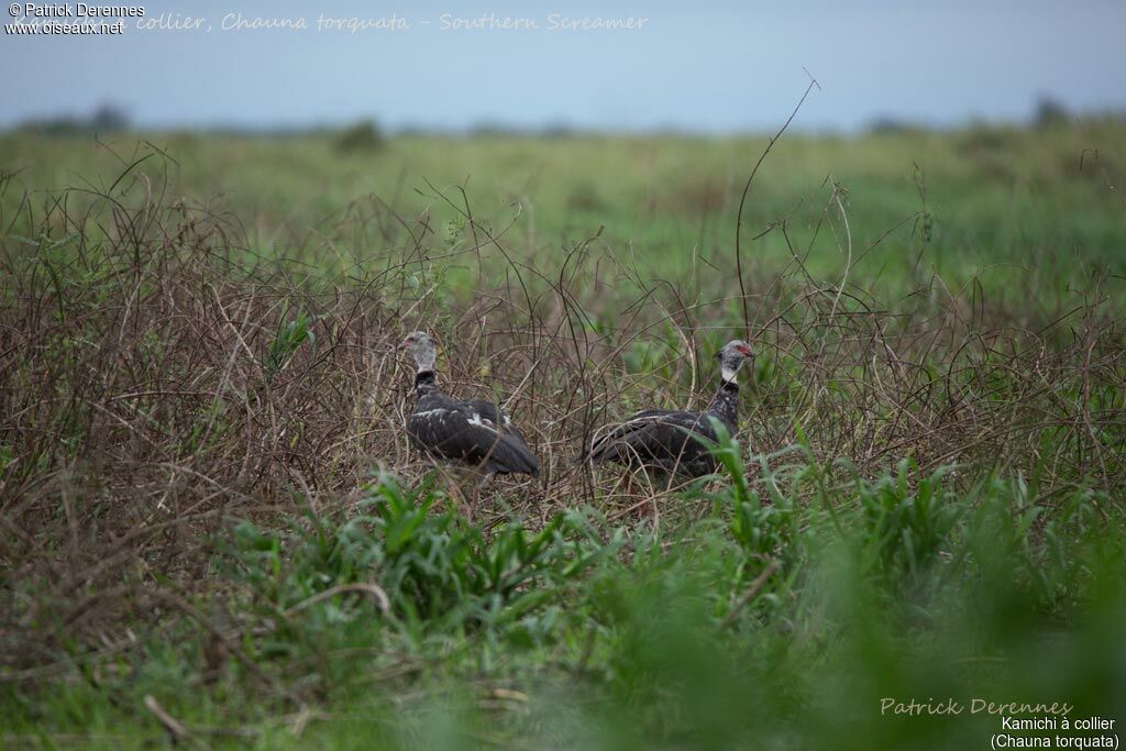 Kamichi à collier, identification, habitat