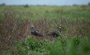 Southern Screamer