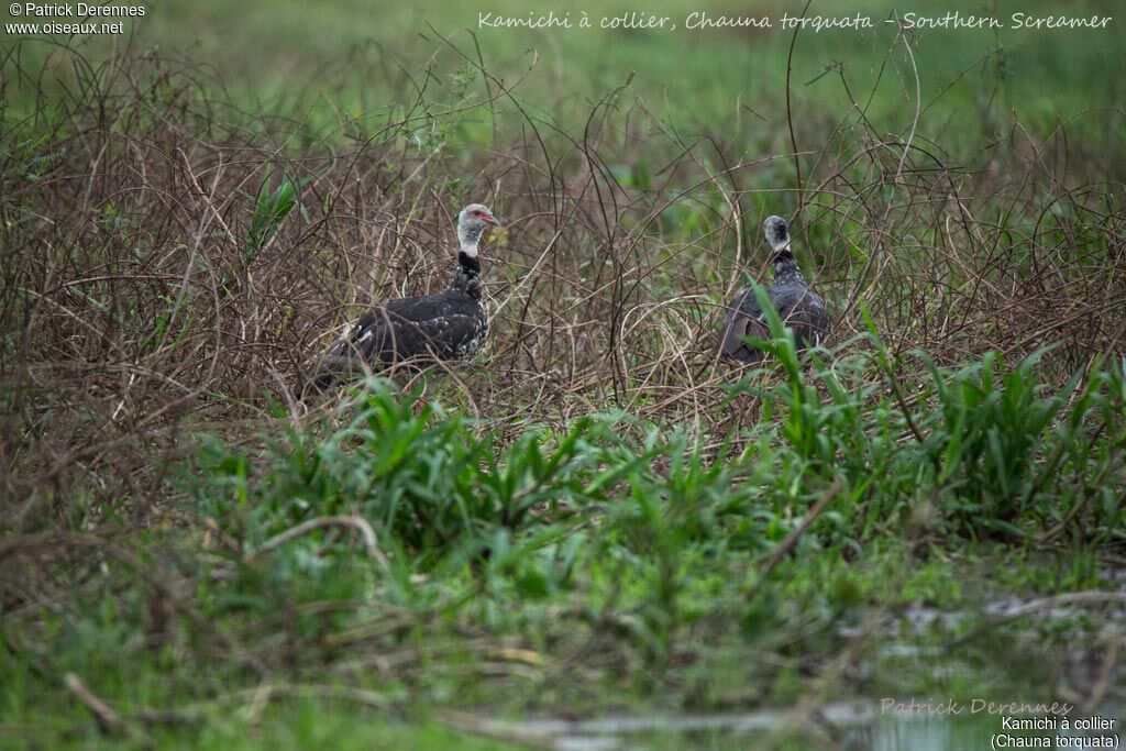 Southern Screamer, identification, habitat