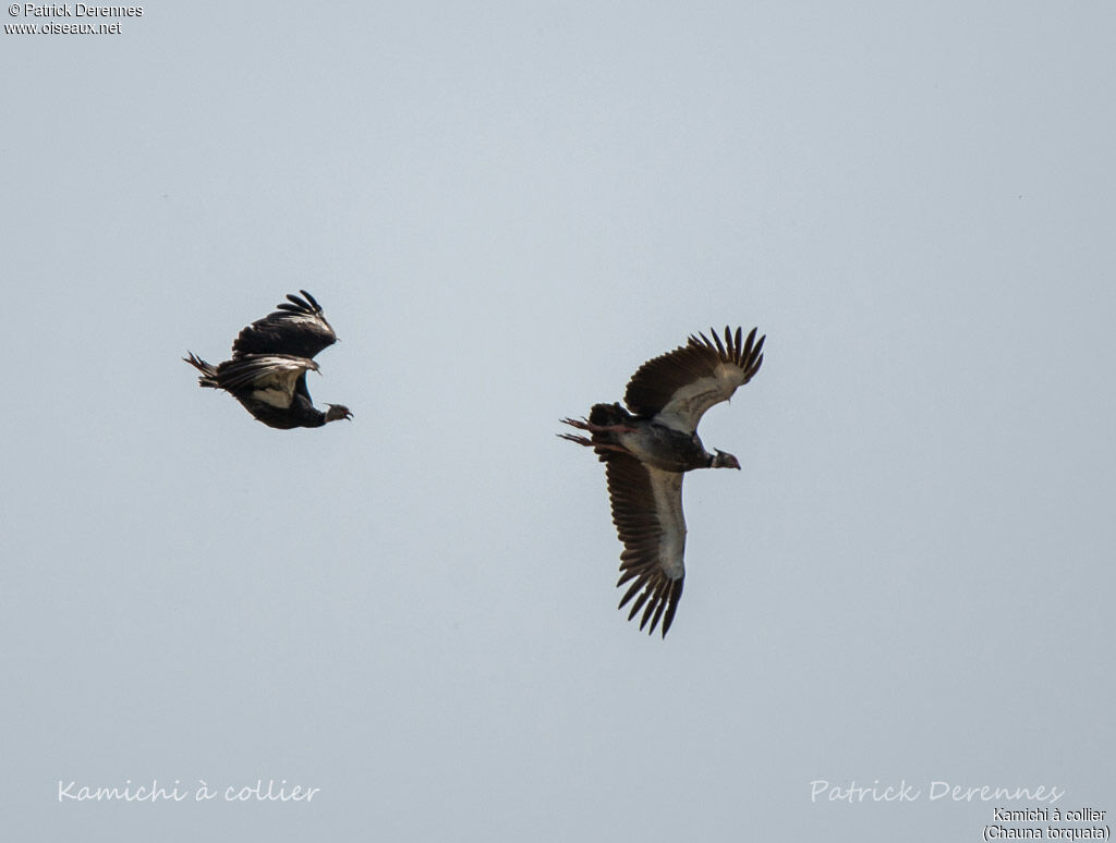 Southern Screamer, Flight