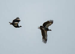 Southern Screamer