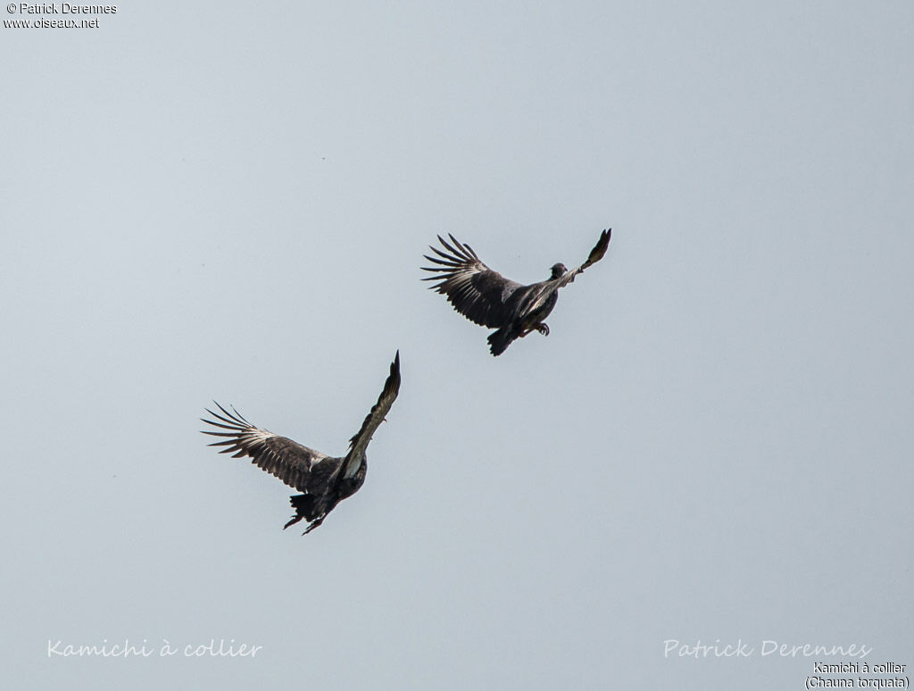 Southern Screamer, Flight