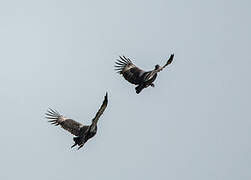 Southern Screamer