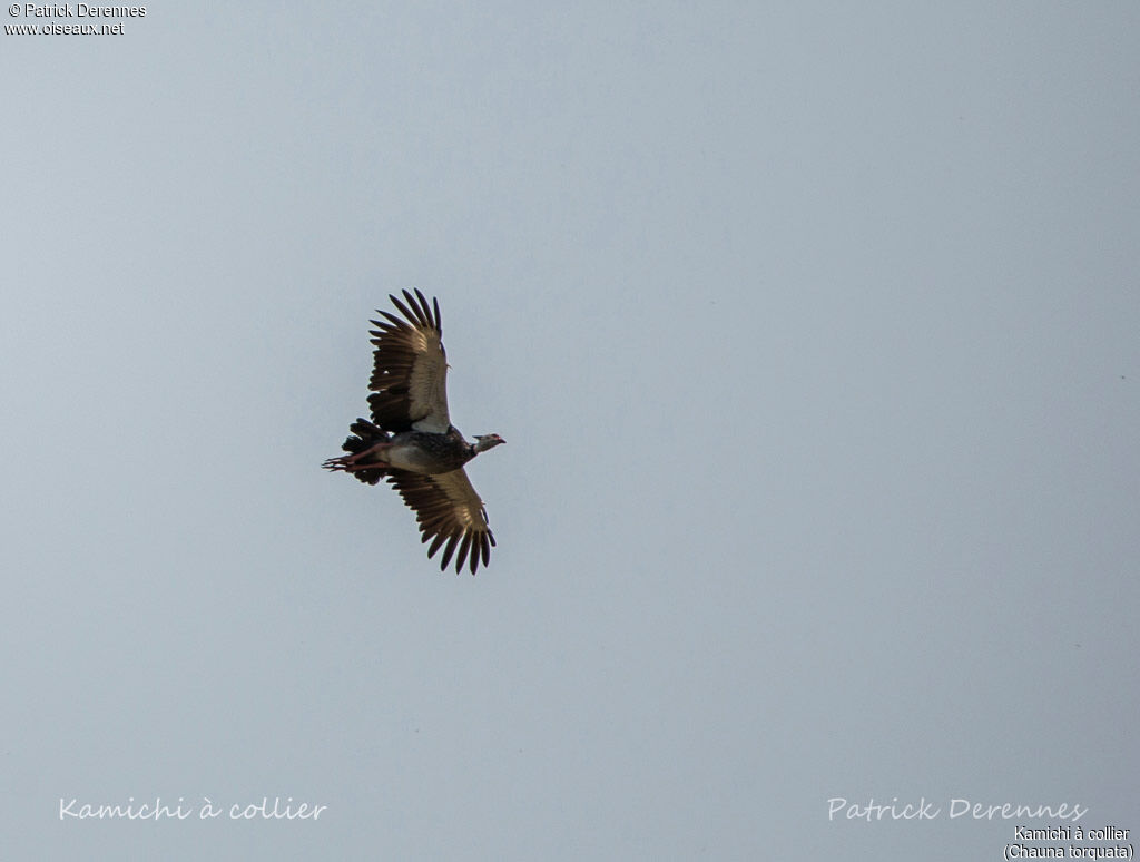 Southern Screamer, Flight