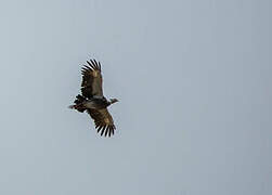 Southern Screamer