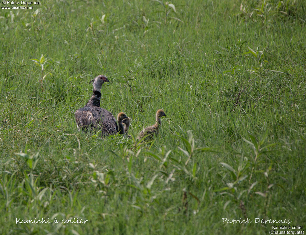 Southern Screamer, Reproduction-nesting