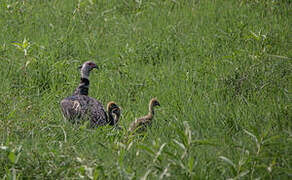 Southern Screamer