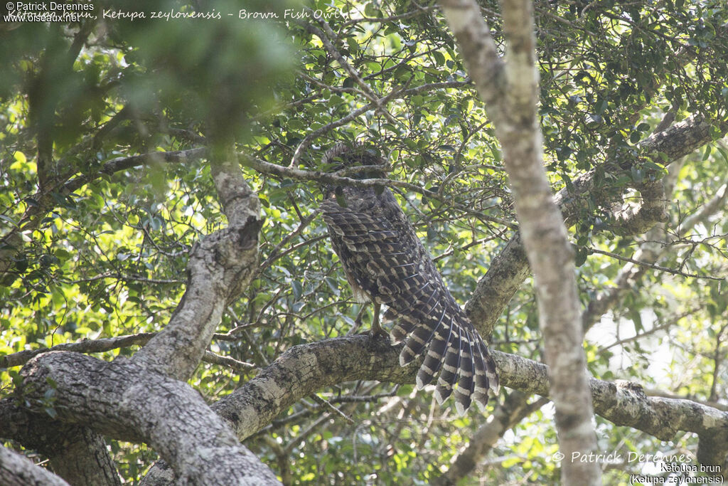 Brown Fish Owl, identification, habitat