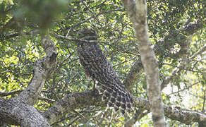 Brown Fish Owl