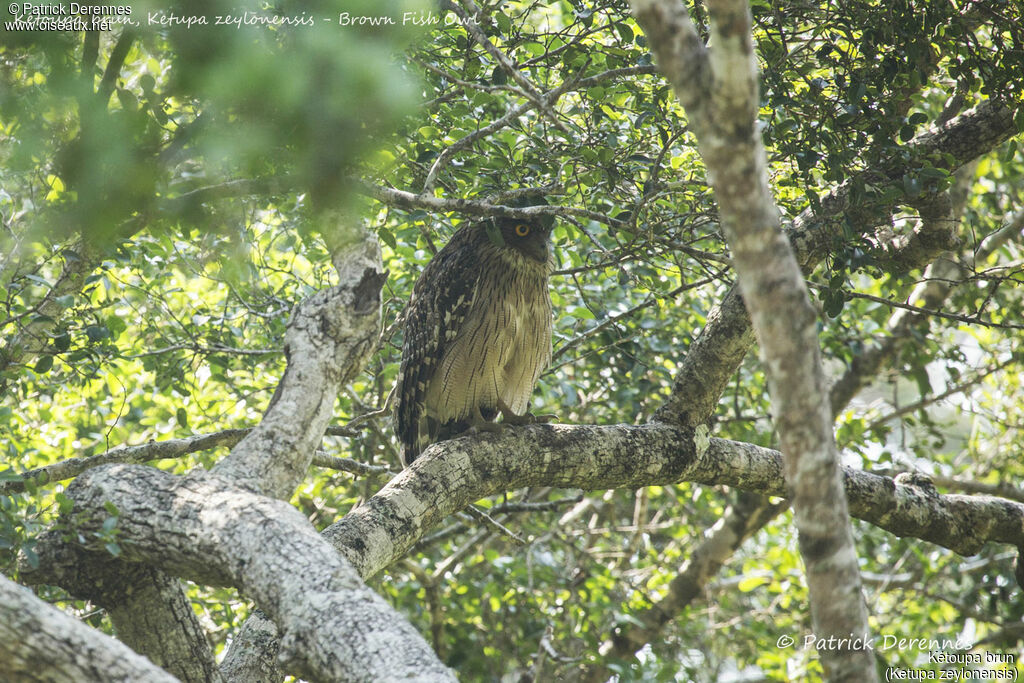 Brown Fish Owl, identification, habitat