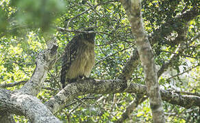 Brown Fish Owl