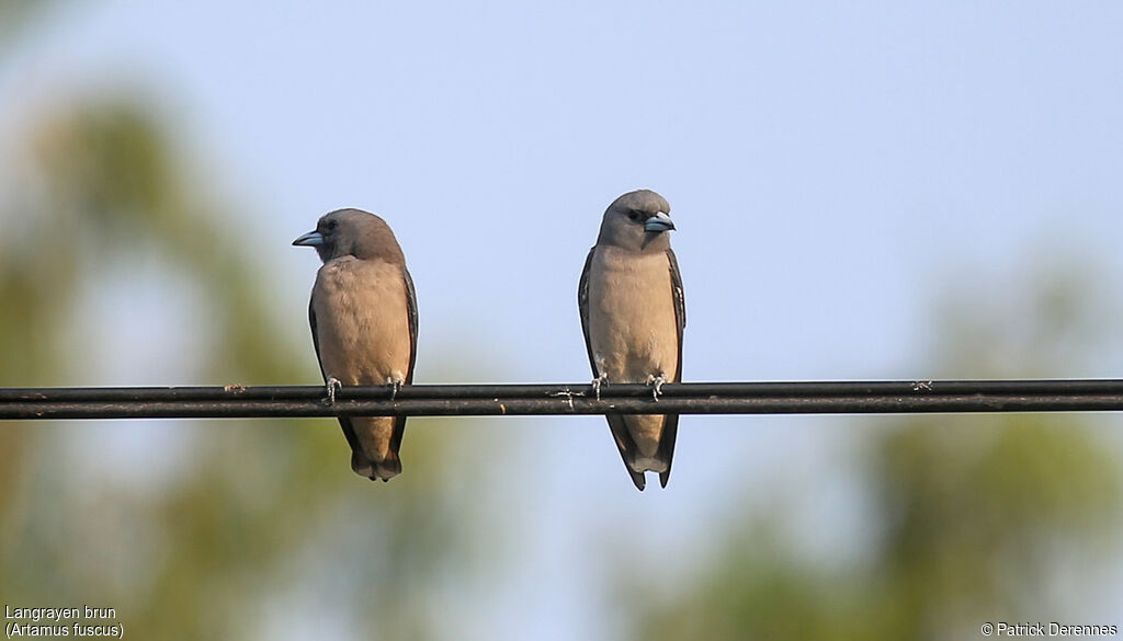 Ashy Woodswallow