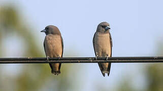 Ashy Woodswallow