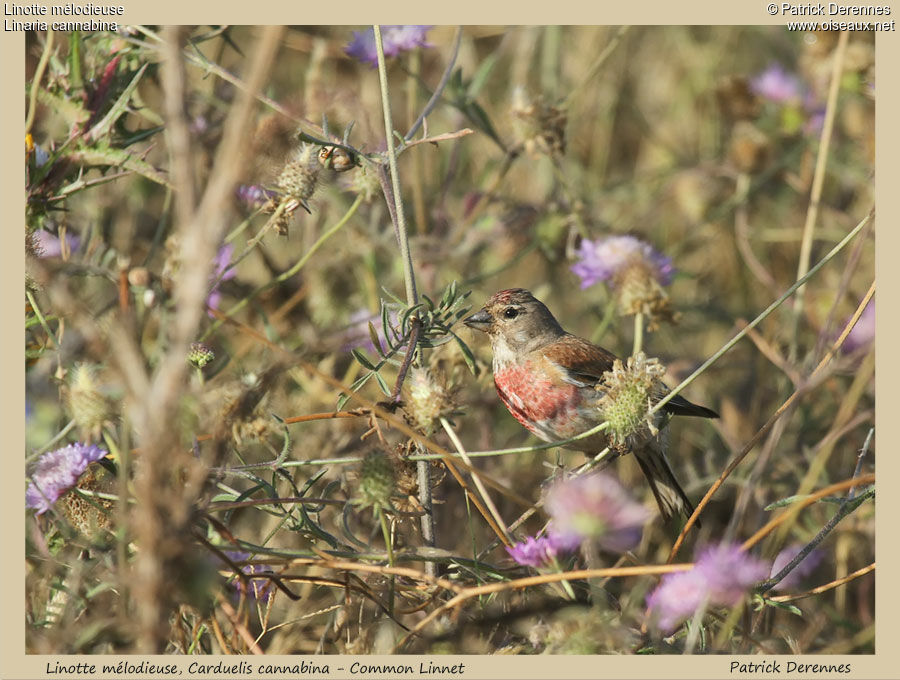 Common Linnet male, identification, Behaviour