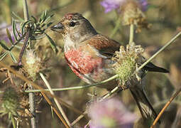 Common Linnet