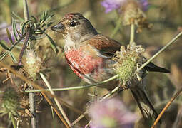 Common Linnet