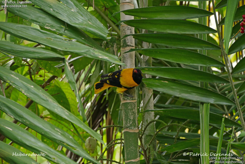 Black-hooded Oriole, identification, habitat