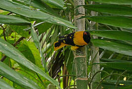 Black-hooded Oriole