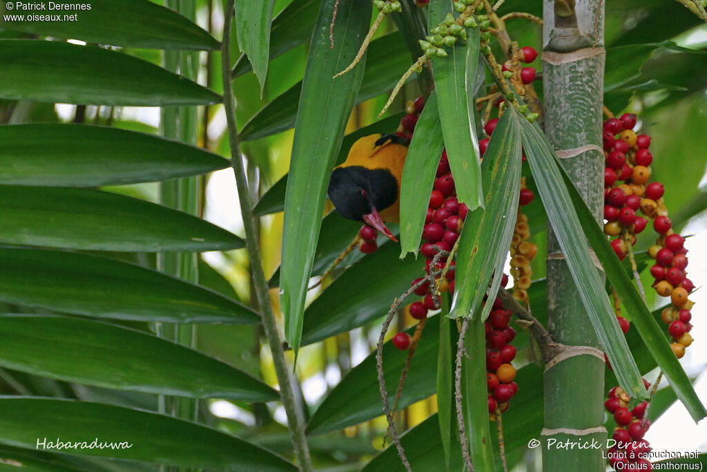 Black-hooded Oriole, identification, habitat, feeding habits