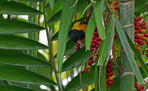 Black-hooded Oriole