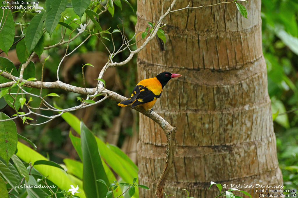 Black-hooded Oriole, identification, habitat