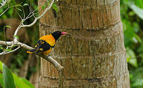 Black-hooded Oriole