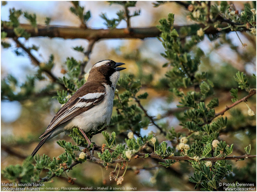 White-browed Sparrow-Weaveradult, identification