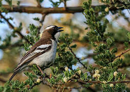 White-browed Sparrow-Weaver