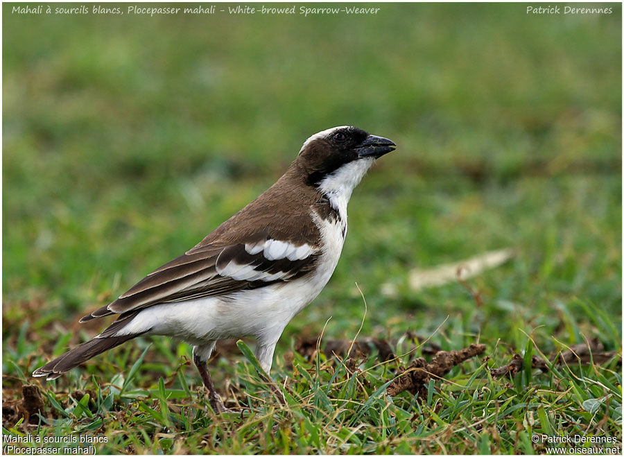 White-browed Sparrow-Weaveradult, identification