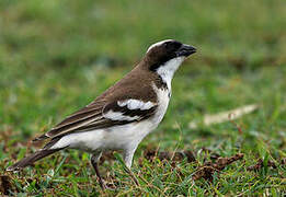 White-browed Sparrow-Weaver