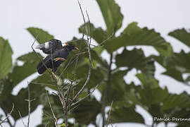 Sri Lanka Hill Myna