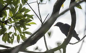 Sri Lanka Hill Myna