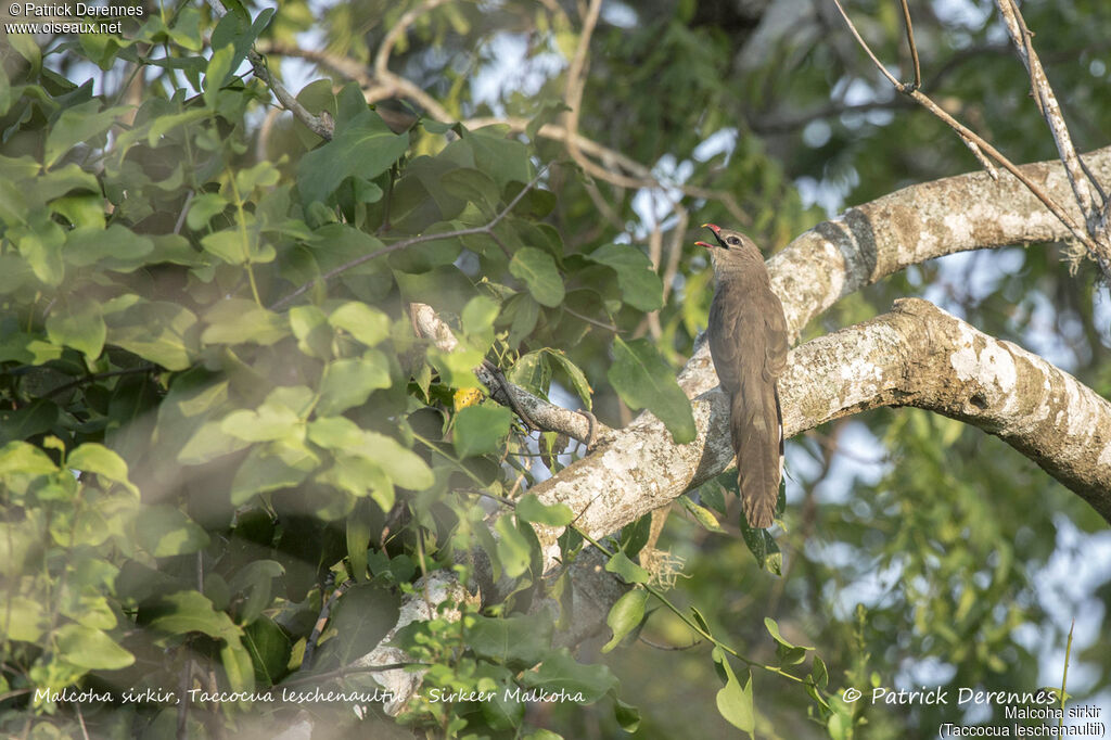 Malcoha sirkir, identification, habitat, chant