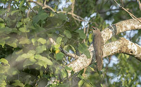 Sirkeer Malkoha