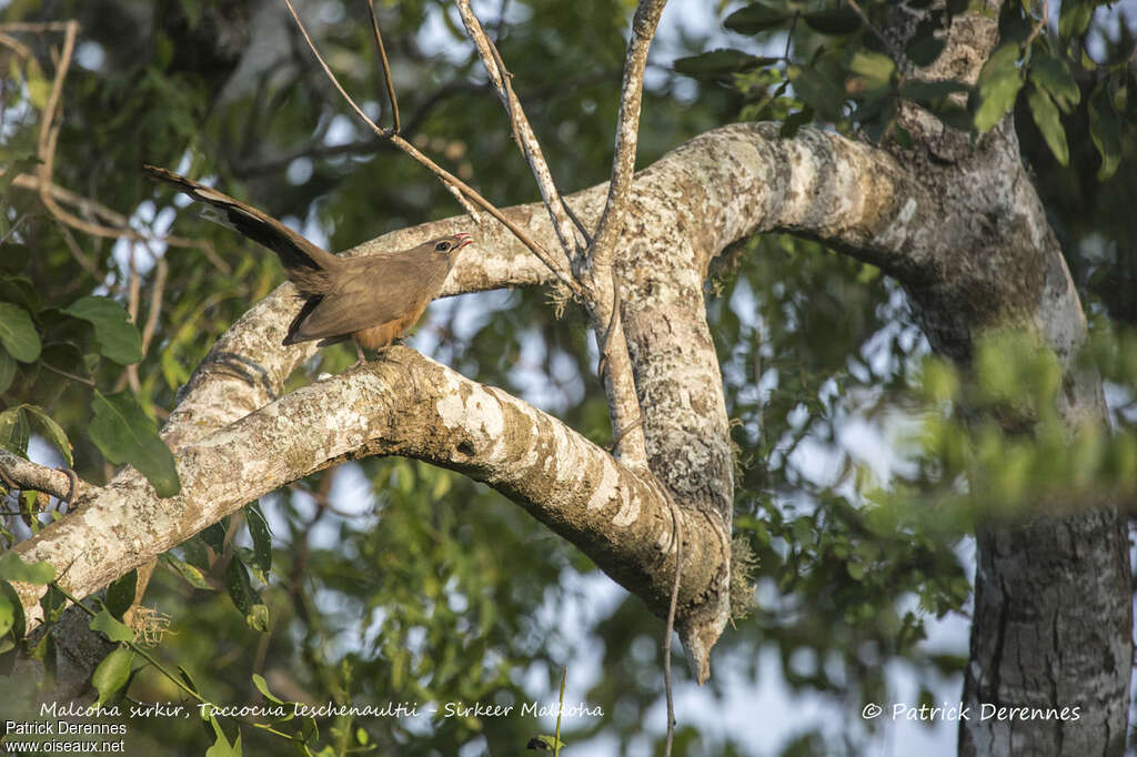 Malcoha sirkiradulte, habitat, chant