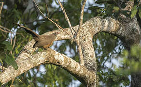 Sirkeer Malkoha