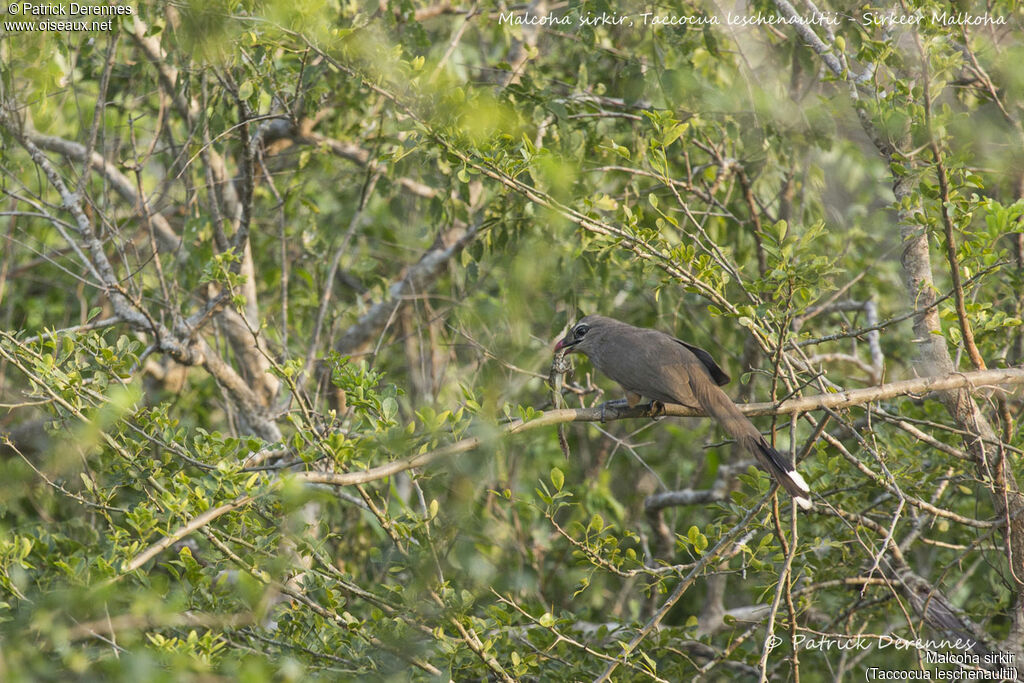 Malcoha sirkir, identification, habitat, régime, mange