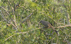 Sirkeer Malkoha