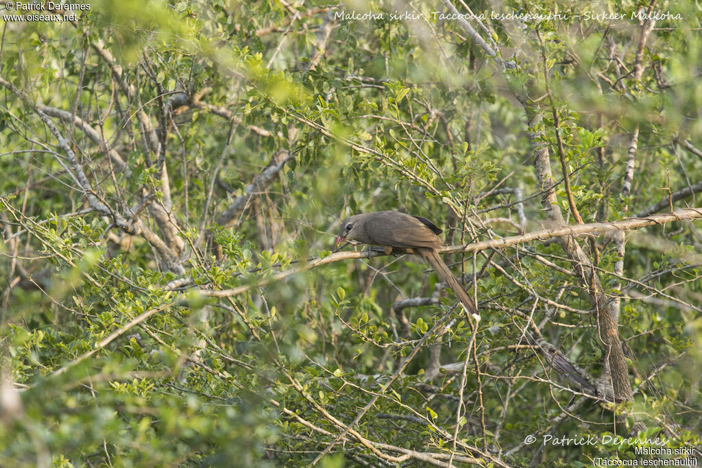 Malcoha sirkir, identification, habitat