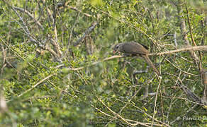 Sirkeer Malkoha