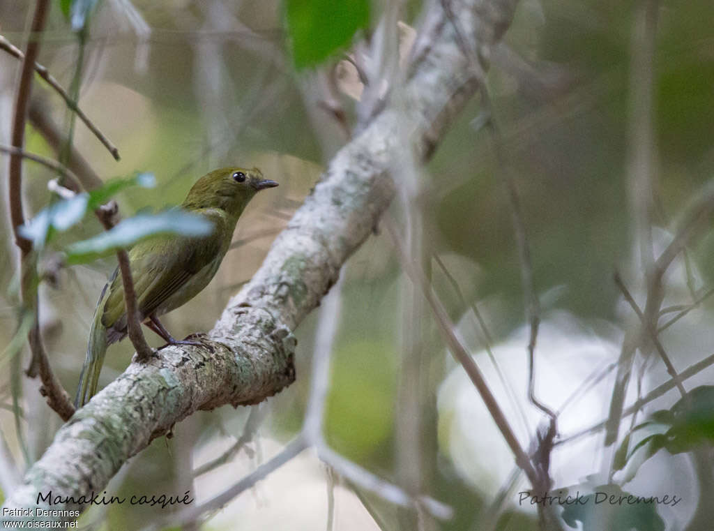 Helmeted Manakin female adult, identification